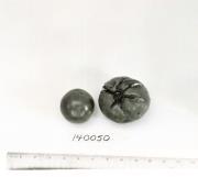 Click for 1 image(s) for this accession. FRUIT